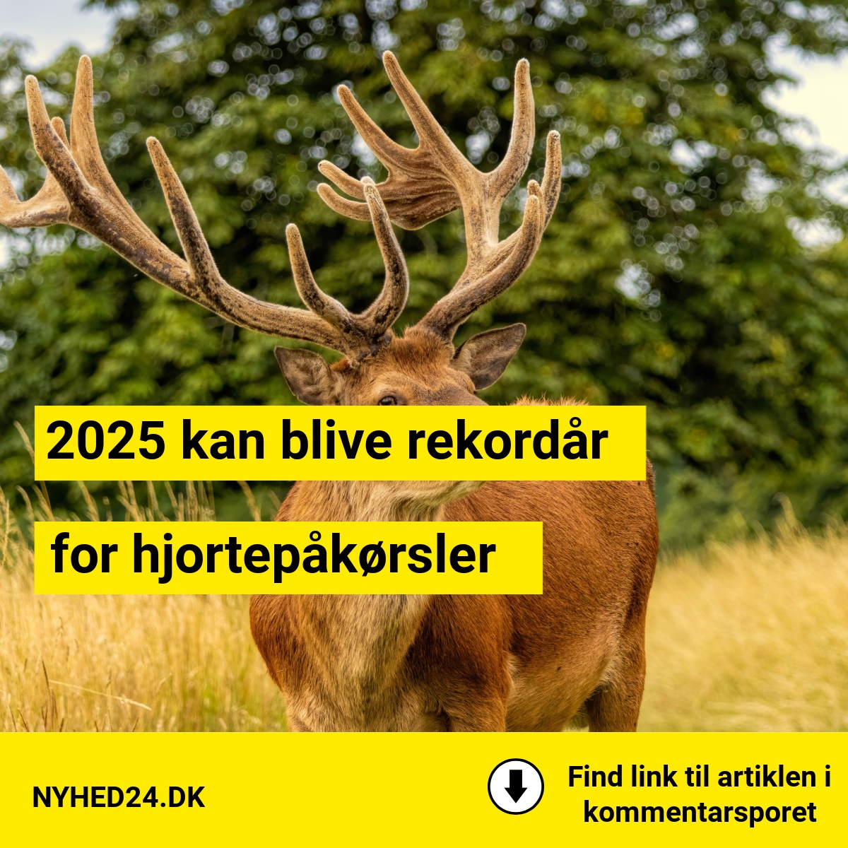 Rekordmange hjorte påkørt på danske veje i år