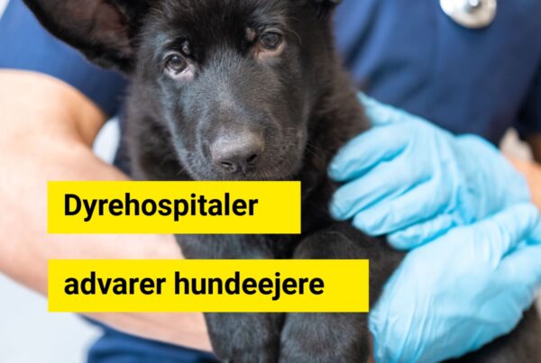 Dyrehospitaler advarer hundeejere