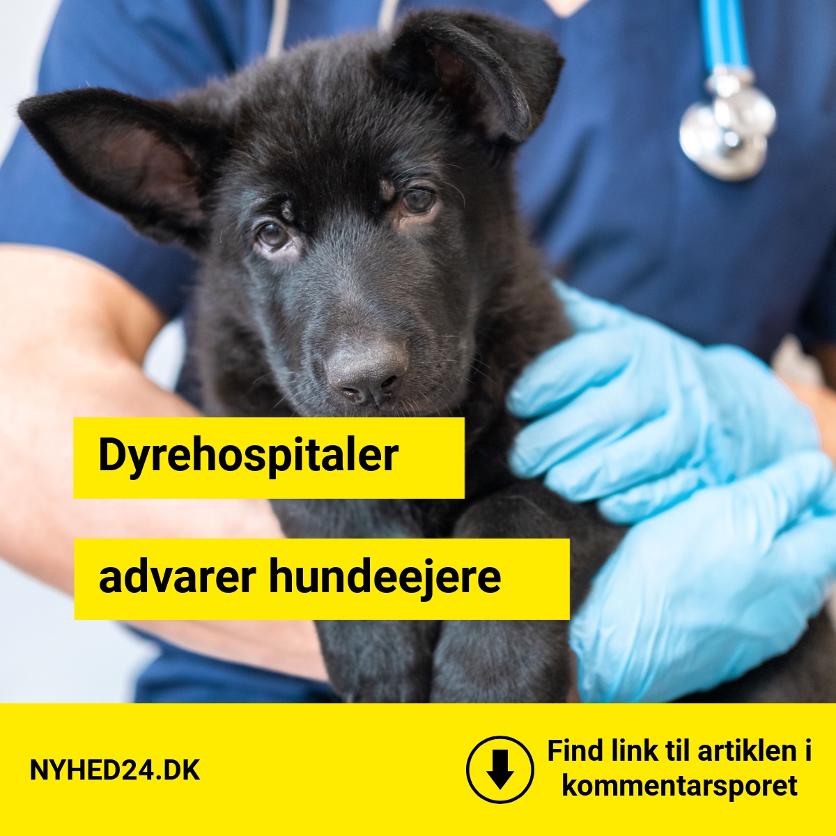 Dyrehospitaler advarer hundeejere