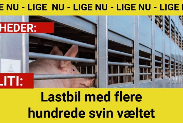 Lastbil med flere hundrede svin væltet