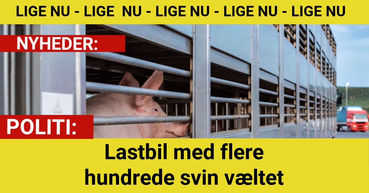 Lastbil med flere hundrede svin væltet