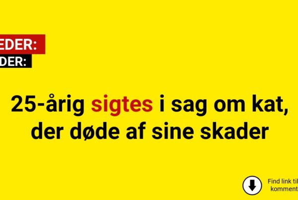 25-årig sigtes i sag om kat, der døde af sine skader