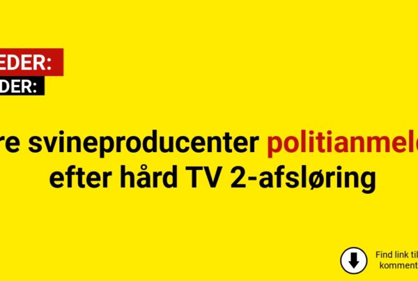 Tre svineproducenter politianmeldt efter hård TV 2-afsløring