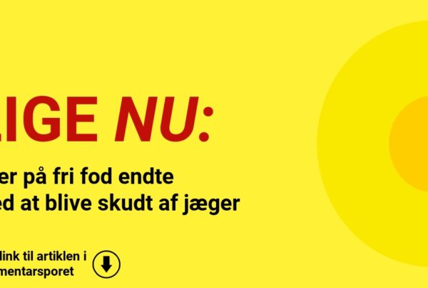 Køer på fri fod endte med at blive skudt af jæger