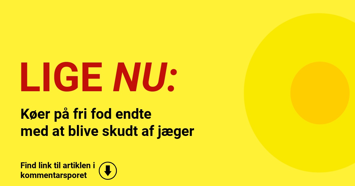 Køer på fri fod endte med at blive skudt af jæger