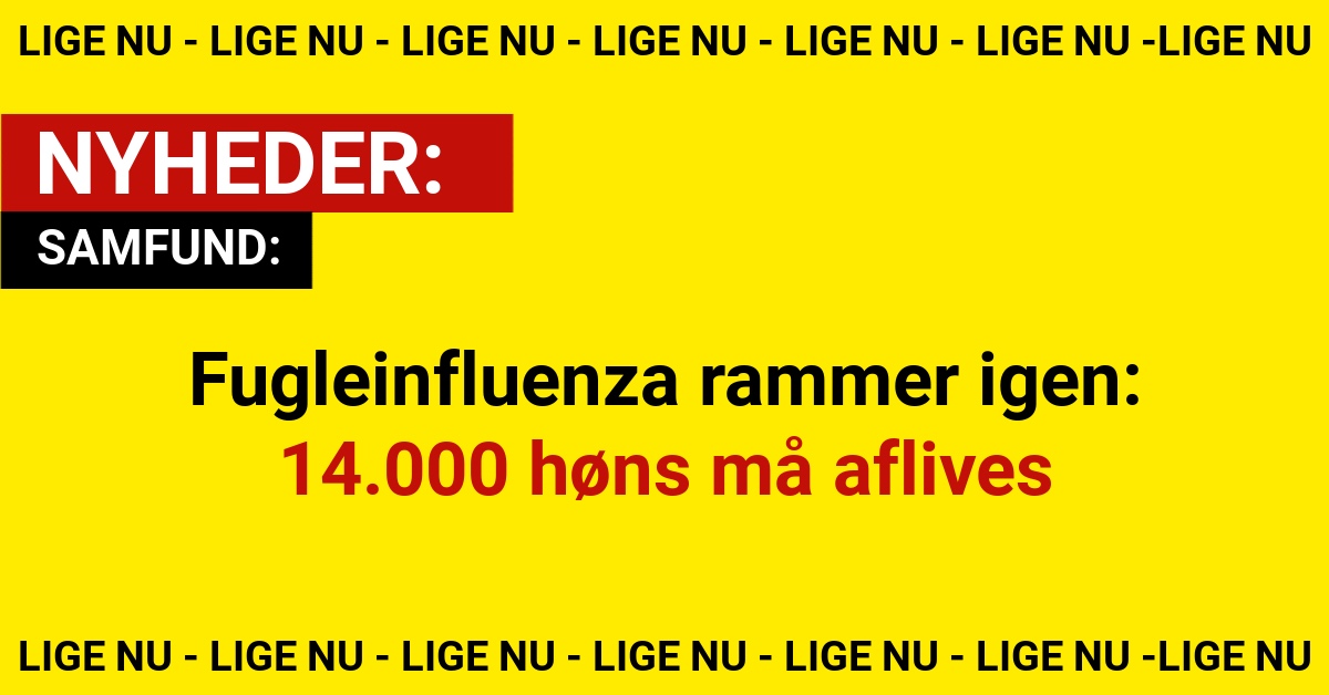 Fugleinfluenza rammer igen: 14.000 høns må aflives