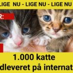 Trist rekord: 1.000 katte indleveret på internat