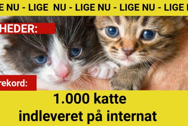 Trist rekord: 1.000 katte indleveret på internat