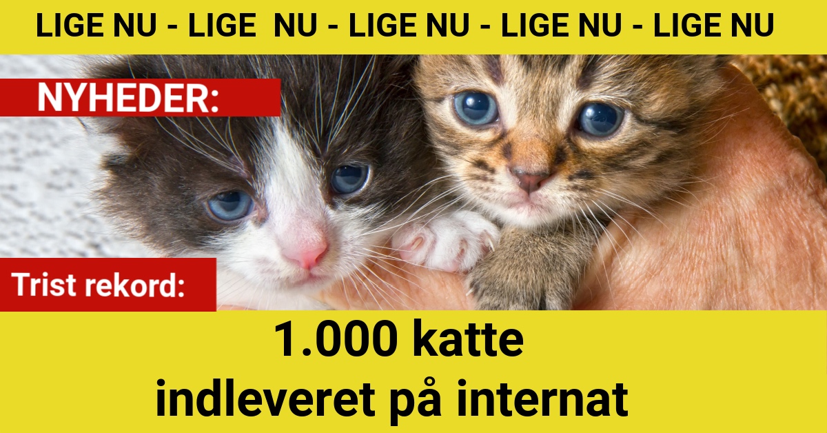 Trist rekord: 1.000 katte indleveret på internat