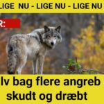 Ulv nedlagt efter farlig adfærd