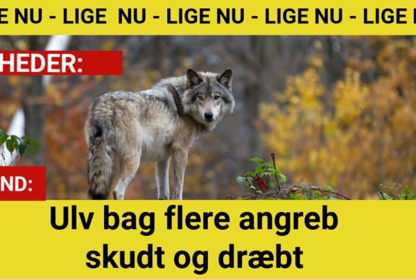 Ulv nedlagt efter farlig adfærd