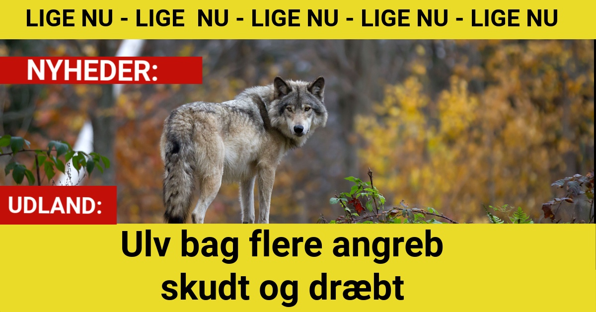 Ulv nedlagt efter farlig adfærd