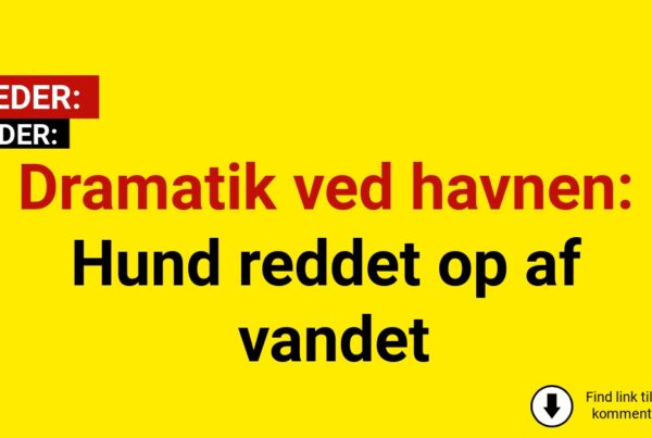 Dramatik ved havnen: Hund reddet op af vandet