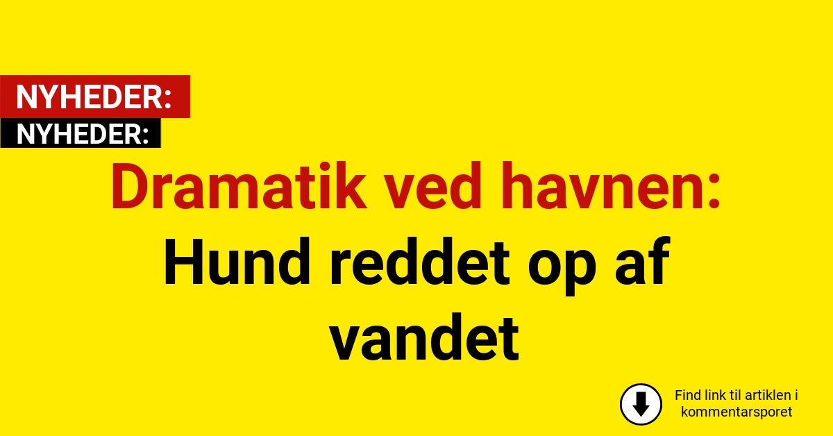 Dramatik ved havnen: Hund reddet op af vandet