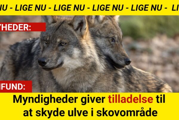 Myndigheder giver tilladelse til at skyde ulve i skovområde