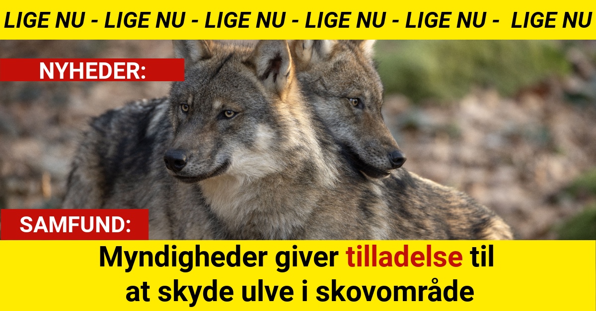 Myndigheder giver tilladelse til at skyde ulve i skovområde