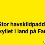 Stor havskildpadde skyllet i land på Fanø