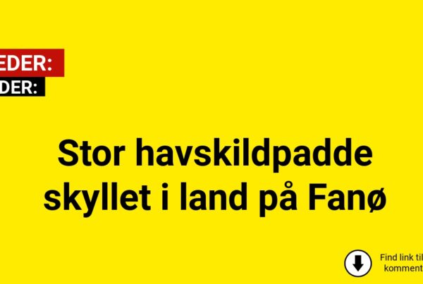 Stor havskildpadde skyllet i land på Fanø