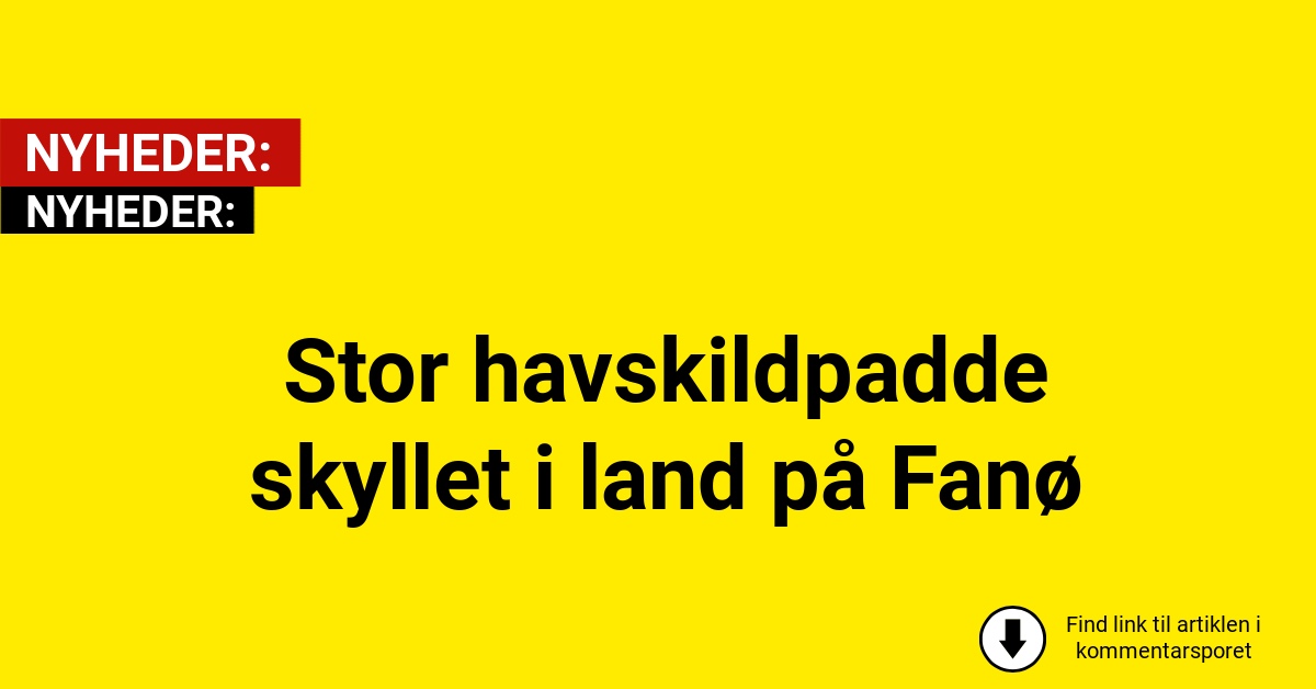 Stor havskildpadde skyllet i land på Fanø