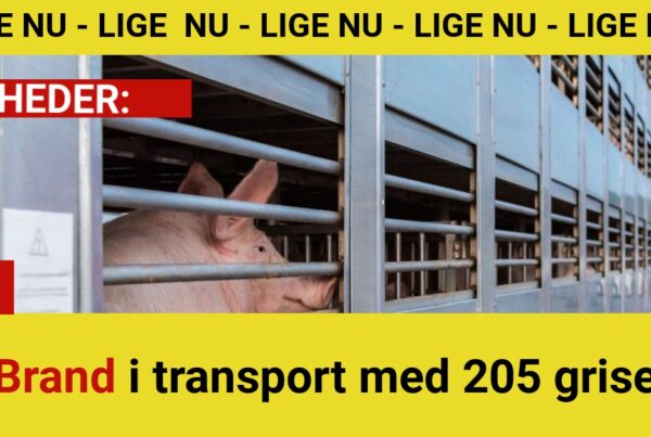 Brand i grisetransport med 205 grise