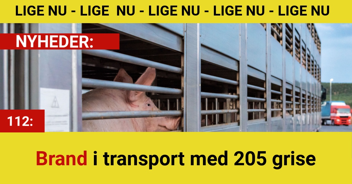 Brand i grisetransport med 205 grise