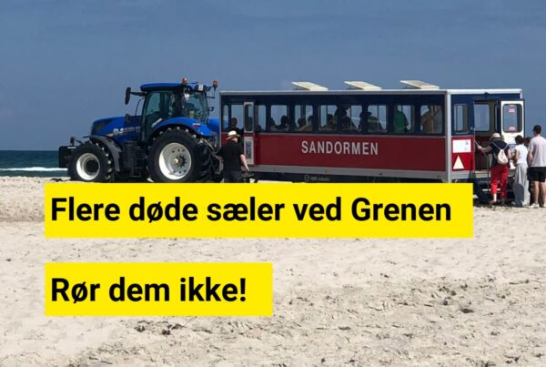 Fem døde sæler fundet ved Grenen – Naturstyrelsen advarer
