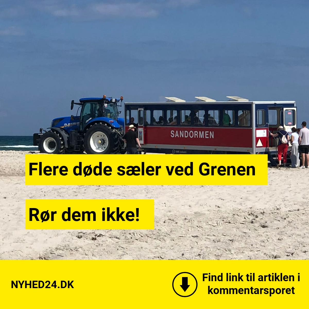 Fem døde sæler fundet ved Grenen – Naturstyrelsen advarer