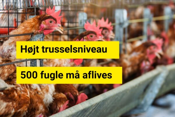 Fugleinfluenza breder sig i Danmark - Over 500 fugle aflives