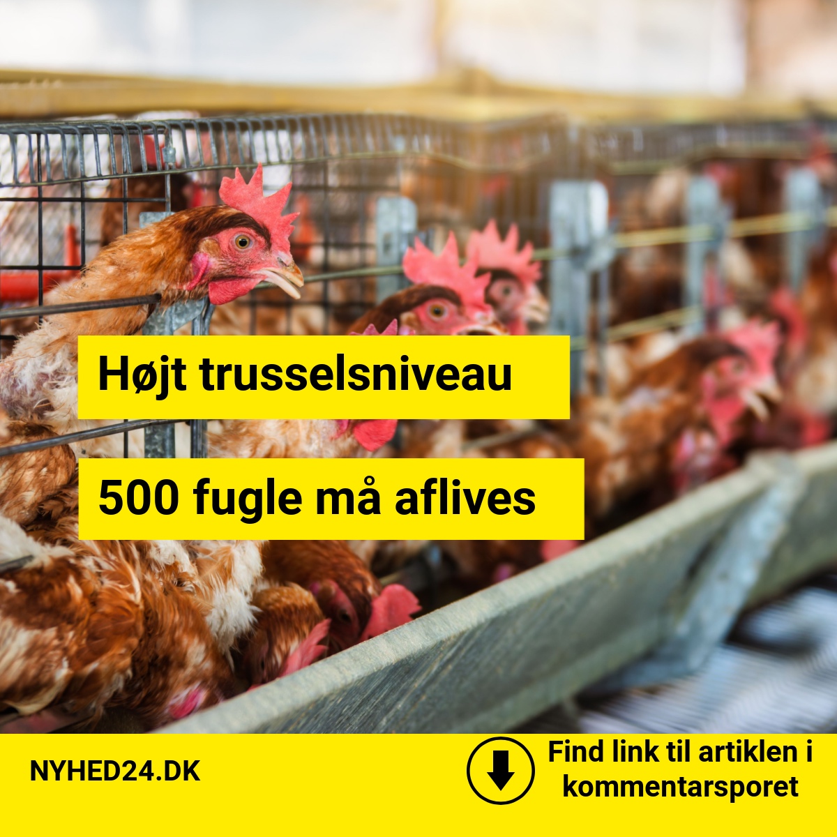 Fugleinfluenza breder sig i Danmark - Over 500 fugle aflives