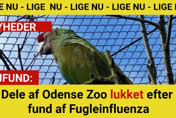 Dele af Odense Zoo lukket efter fund af Fugleinfluenza