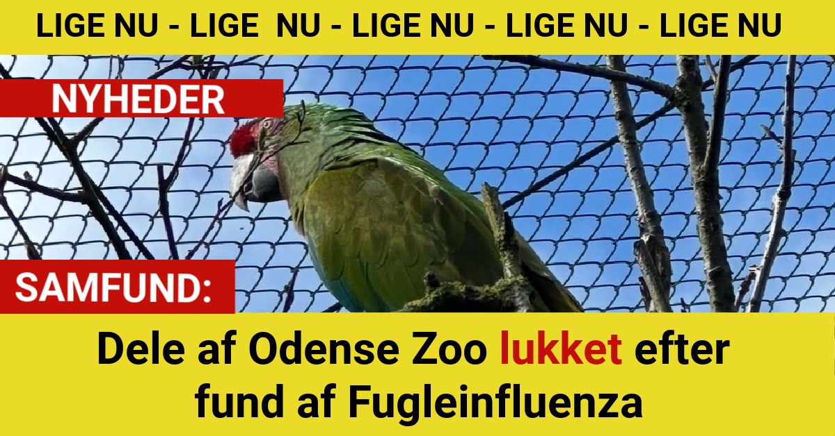 Dele af Odense Zoo lukket efter fund af Fugleinfluenza