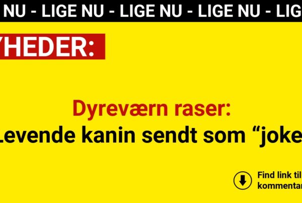 Familie åbnede døren – fandt levende kanin og opskrift i pakke