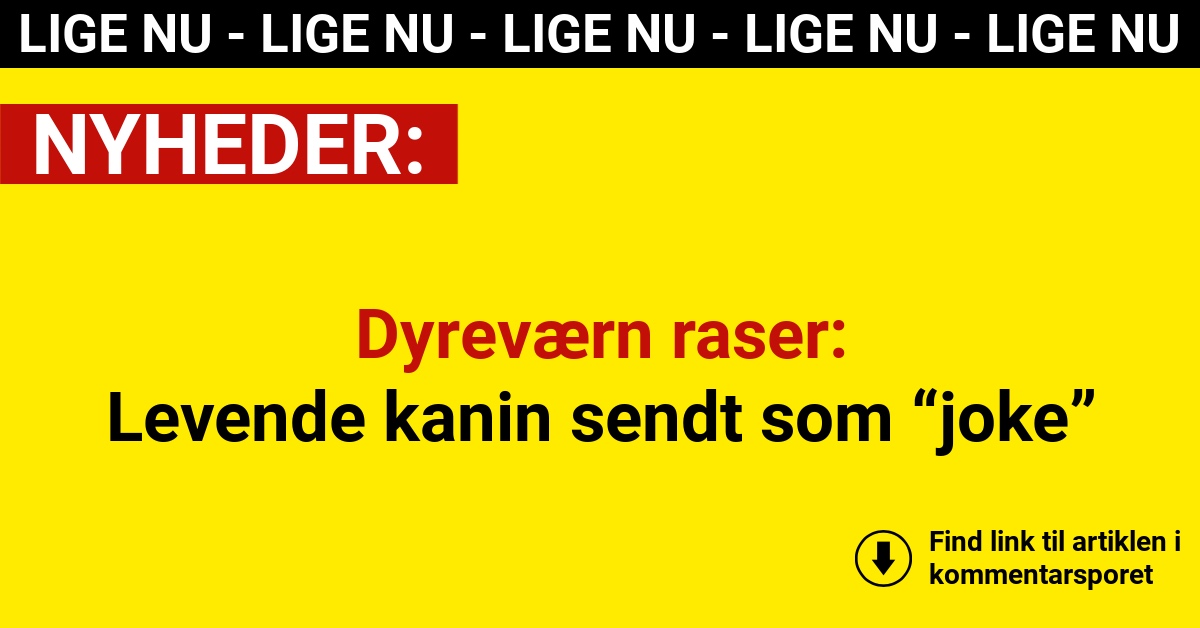 Familie åbnede døren – fandt levende kanin og opskrift i pakke