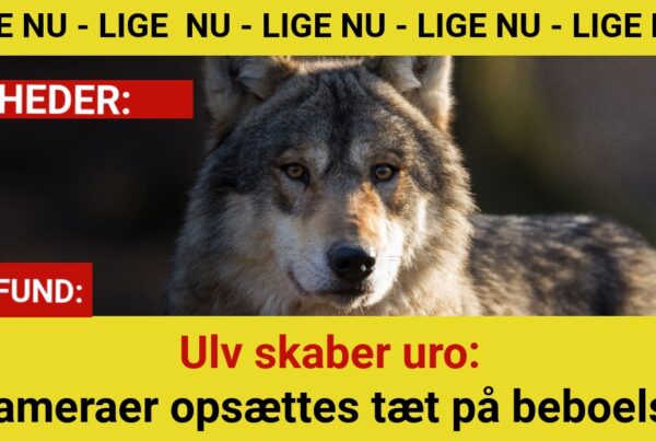 Efter ulvemøde med 14-årig: Myndigheder sætter kameraer op