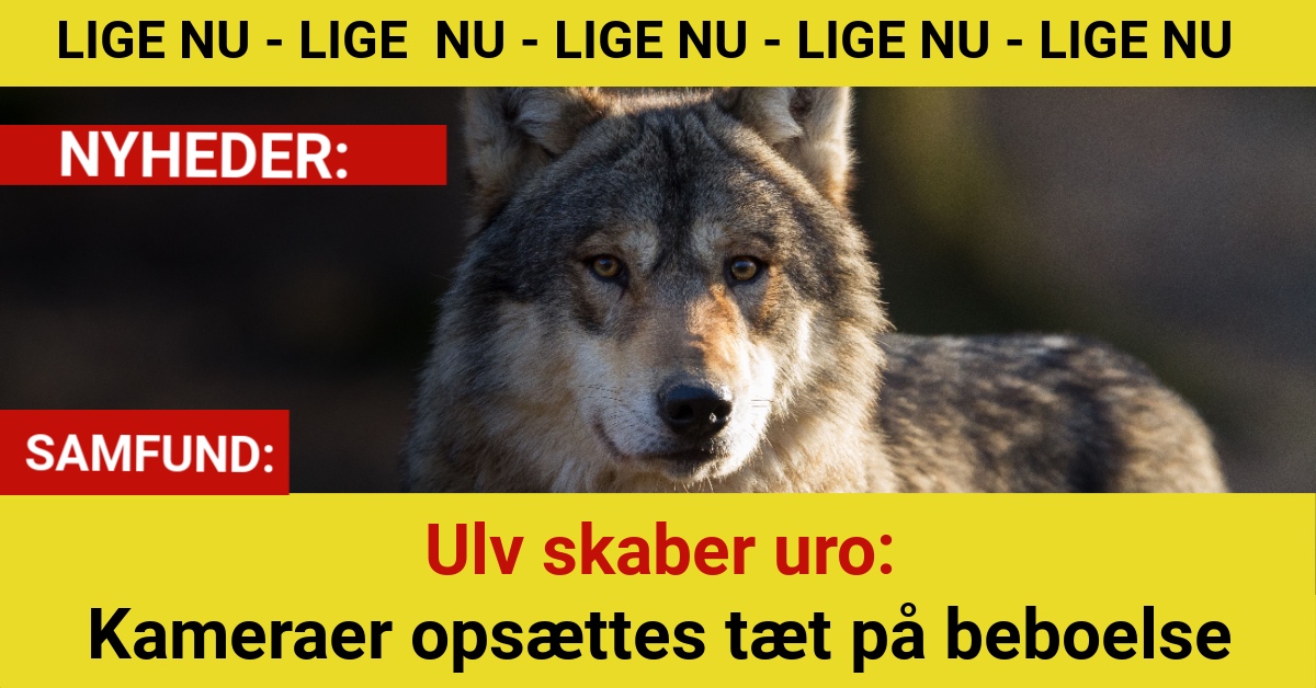 Efter ulvemøde med 14-årig: Myndigheder sætter kameraer op