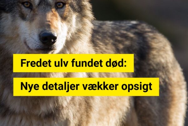 Fredet ulv fundet død: Nye detaljer vækker opsigt