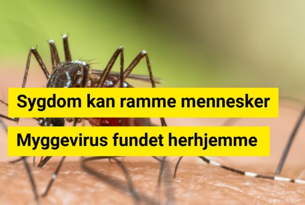 Myggevirus fundet i Danmark