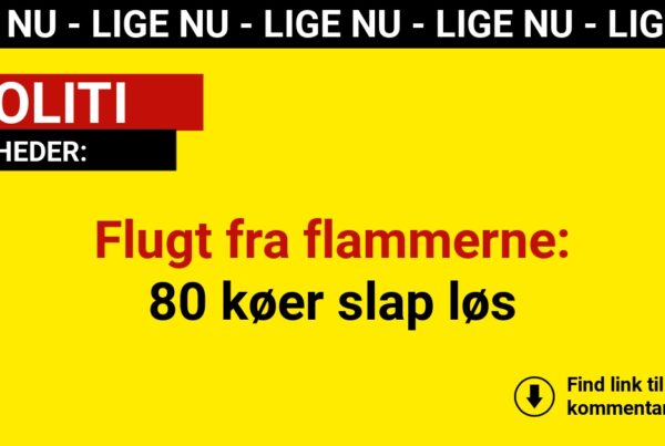 Flugt fra flammerne: 80 køer slap løs