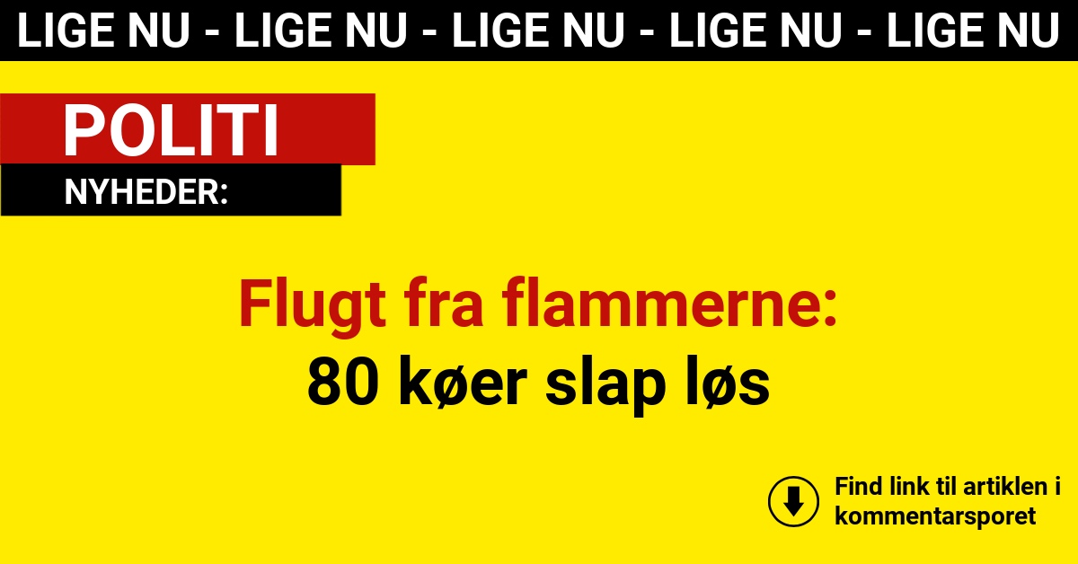 Flugt fra flammerne: 80 køer slap løs