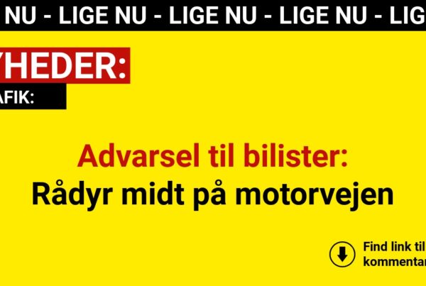 Advarsel til bilister: Rådyr midt på motorvejen