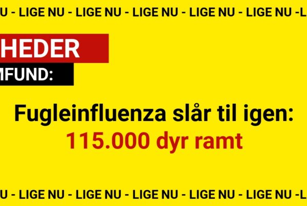 Fugleinfluenza slår til igen: 115.000 dyr ramt