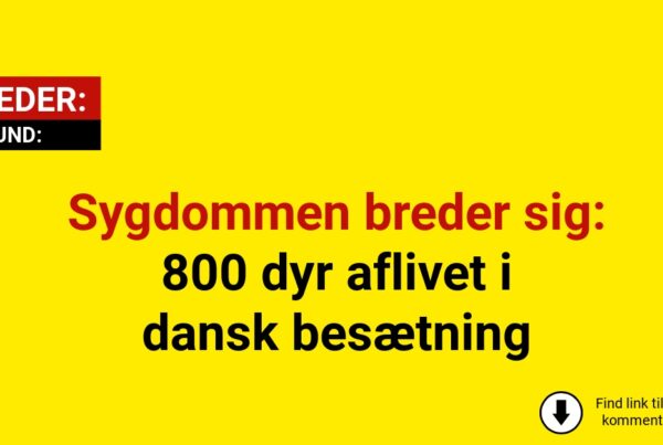 Sygdommen breder sig: 800 dyr aflivet i dansk besætning