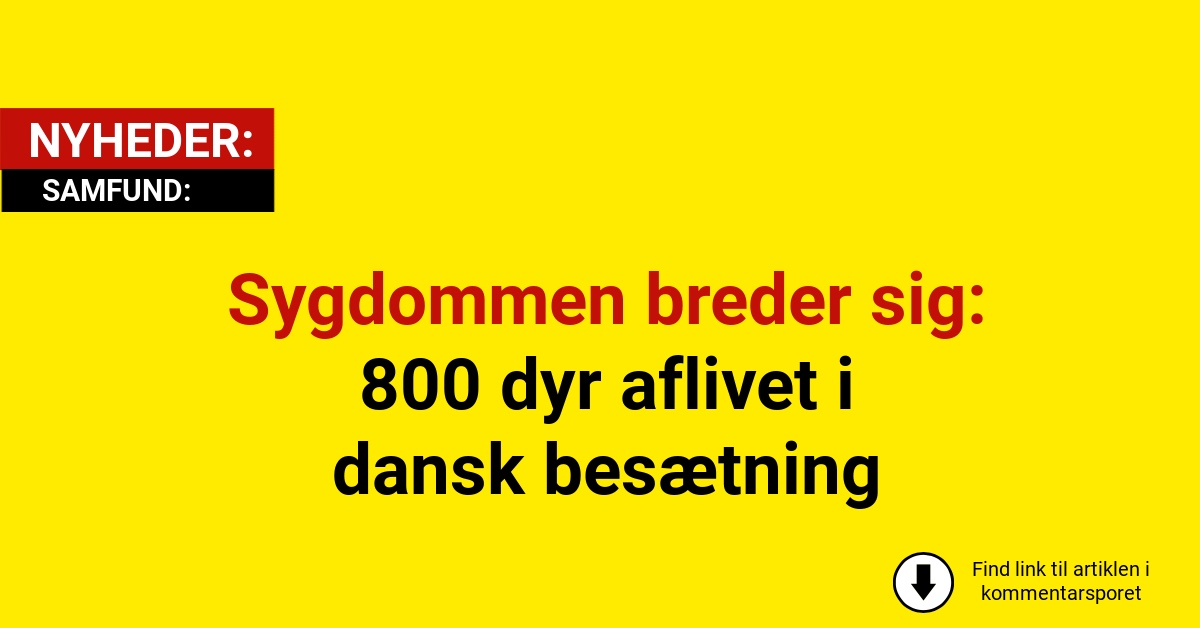 Sygdommen breder sig: 800 dyr aflivet i dansk besætning