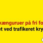 To kænguruer på fri fod – set ved trafikeret kryds