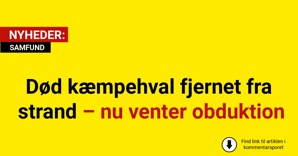 Død kæmpehval fjernet fra strand – nu venter obduktion