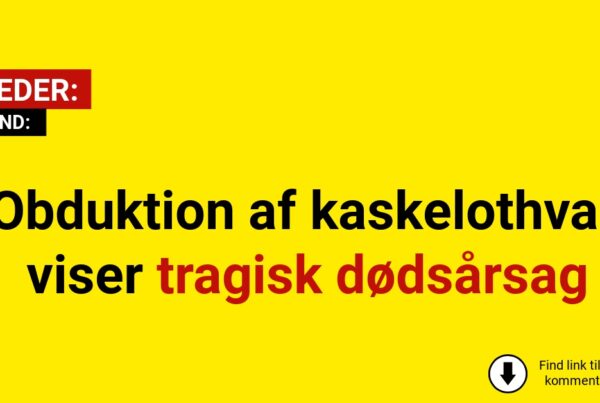 Obduktion af kaskelothval viser tragisk dødsårsag