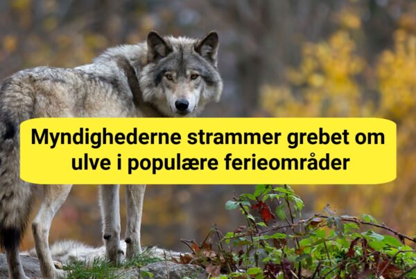 Nu må ulve skydes tæt på mennesker i Jylland – ny 30 meters-regel