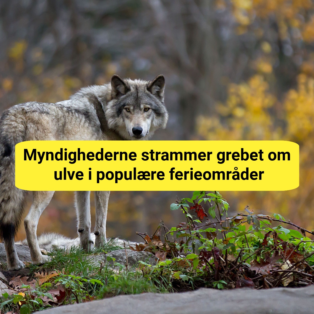 Nu må ulve skydes tæt på mennesker i Jylland – ny 30 meters-regel