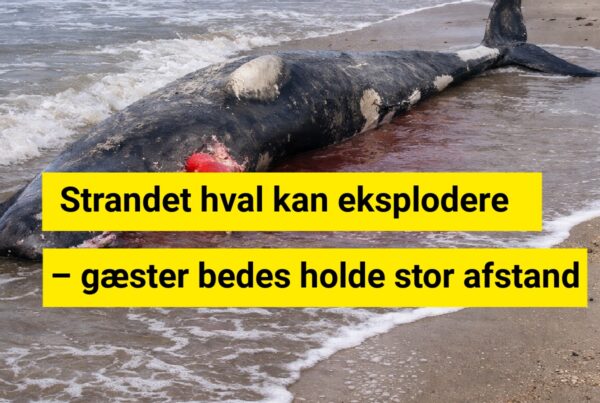 Strandet hval kan eksplodere – gæster bedes holde stor afstand