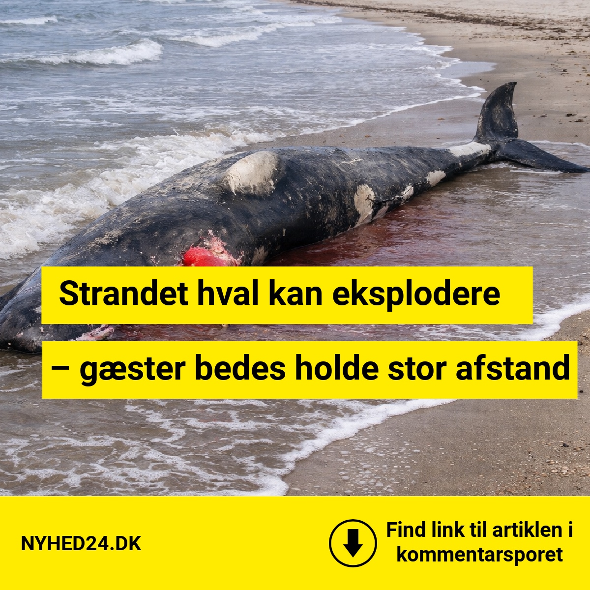 Strandet hval kan eksplodere – gæster bedes holde stor afstand